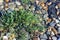 Seashore plants and stones under waves