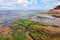 seashore in Prince Edward Island, with colorful algae and seaweed