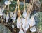 the seashore, rocky seashore, bare ice, blades of grass frozen with pieces of ice, natural formations