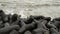 Seashore waves striking hard on black rocks at Queens necklace marine drive beach Mumbai, India