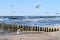 Seaside of Baltic Sea in Poland. Seagulls over stormy sea, with waves hiting wooden poles. Windy day with blue sky.