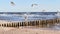 Seaside of Baltic Sea in Poland. Seagulls over stormy sea, with waves hiting wooden poles. Windy day with blue sky.