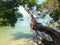 Seaside, beach, fisherman in the boat, tree above the water.