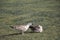 Seaside bird seagulls on the green grass