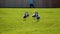 Seaside bird seagulls on the green grass