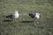 Seaside bird seagulls on the green grass