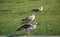 Seaside bird seagulls on the green grass