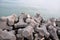 Seaside breakwater tetrapod with concrete blocks