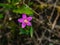 Seaside centaury or Centaurium littorale small pink flower in grass close-up, selective focus, shallow DOF