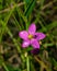 Seaside centaury or Centaurium littorale small pink flower in grass close-up, selective focus, shallow DOF