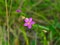 Seaside centaury or Centaurium littorale small pink flower in grass close-up, selective focus, shallow DOF