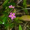 Seaside centaury or Centaurium littorale small pink flowers in grass close-up, selective focus, shallow DOF