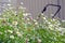 Seaside daisies over growing lawnmower in garden