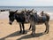 Seaside donkeys