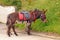 Seaside donkeys resting