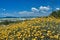 A seaside dune with a blooming camomile by the Tyrrhenian sea