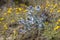 Seaside eryngo growing in environment