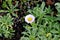 Seaside fleabane, Beach aster, Seaside daisy, Erigeron glaucus