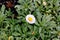 Seaside fleabane, Beach aster, Seaside daisy, Erigeron glaucus