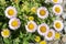 Seaside Fleabane - Erigeron Glaucus