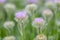Seaside fleabane, Erigeron glaucus, budding flowers