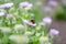 Seaside fleabane Erigeron glaucus, flower with bumblebee