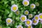 Seaside fleabane Erigeron glaucus lavender-pink inflorescence