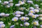Seaside fleabane Erigeron glaucus sea of lavender-pink flowers