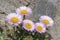 Seaside Fleabane in the Sun at Boscombe Beach