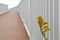 Seaside Goldenrod peeks into white fence
