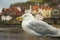 Seaside Gull