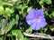 Seaside Morning Glory flowers