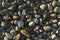 Seaside pebble texture image, from the west coast of Scotland.