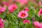 Seaside petunia Calibrachoa parviflora with bright pink flowers