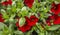 Seaside petunia flower closeup