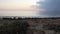 Seaside plants on the rocky Mediterranean coast in Ayia Napa on the island of Cyprus