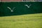 Seaside seagulls flying on the green grass