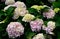 Seaside Serenade 'Cape Lookout 'Hydrangea flowers