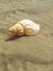 Seaside Shell