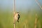 Seaside Sparrow perched in the marsh grasses in the early morning sunlight