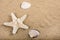 Seaside Treasures: Big Starfish and White Sea Shells on Beach Sand