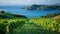 Seaside Vineyard: A Serene Landscape of Grapevines and Ocean Waves