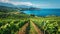 Seaside Vineyard: A Serene Landscape of Grapevines and Ocean Waves