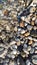 Seaside waves roll over pebbles on beach.