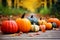 Season autumn fall harvest time tradition offer holiday many diversity fresh orange pumpkins Halloween Thanksgiving