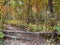 Season forest clearing woods hiking trail hike path trees log nature groundcover pathway