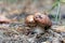 Season mushrooms in nature. Two wild mushroom porcini growing on forest floor.