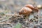 Season mushrooms in nature. Two wild mushroom porcini growing on forest floor.