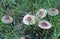 Season mushrooms. Wild mushroom tricholoma saponaceum growing rows.