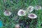 Season mushrooms. Wild mushroom tricholoma saponaceum growing rows.